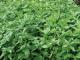 Flowering basil is the king of herbs