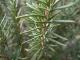 Health Benefits Of Rosemary