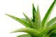 Natural Remedies For Herpes During Pregnancy
