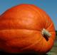 An 1800 Pound Pumpkin May Be The World's Biggest