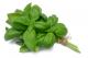 How To Use Basil For Skin Care
