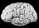 Alcohol Doesn't Kill Brain Cells, Research Suggests