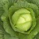 Interesting Facts About Cabbage