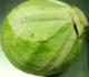 Cabbage Menu