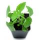Catnip Leaf Benefits
