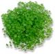 Chervil Substitutes