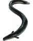 Worldwide Shortage Means Eels Get Costlier