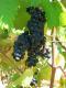 How To Use Grape For Skin Care