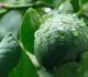 Herbal remedies For Melasma