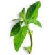 Mint Facts – To Eat Or Not To Eat