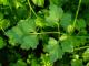 How To Use Parsley For Skin Care