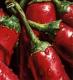 How To Can Hot Peppers With Kosher Salt?