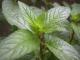 How To Use Peppermint For Skin Care