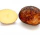 Health Effects Of Eating Rotten Potato