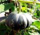 How To Peel Pumpkin