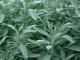 What Are The Health Benefits Of Sage 