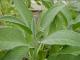  Herbal Remedies For Chlamydia