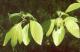 Sassafras Leaf Benefits