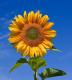 How To Use Sunflower For Skin Care