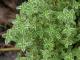 Thyme Substitutes