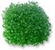 Watercress Substitutes