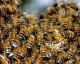 What Is Causing Honey Bees To Die?