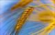 Interesting Facts About Wheat