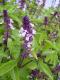 Herbal Remedies For Poison Ivy