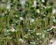 How To Grow Broccoli Sprouts