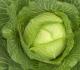 Health Effects Of Eating Rotten Cabbage