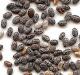 3 Easy Recipes To Make With Chia Seeds