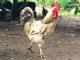 Another Japanese Farm Tests Positive For Bird Flu Virus