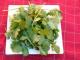 Cilantro Medicinal Uses