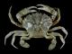 Is Crab For Breakfast Healthy?