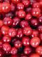 Holiday Food: Best 5 Holiday Foods To Enjoy This Season