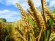Saving Crops From Climate Change In Another 2 Decades