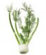 What Are The Culinary Uses Of Fennel? 