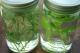 Herbal Remedies For Diverticulitis Treatment