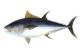 5 Reasons To Eat Tuna For Breakfast