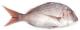 What Are The Types Of Edible Saltwater Fishes