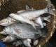 How To Fight Fish Addiction