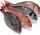 Everglades Seafood Festival - Information And Updates