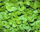 Gotu Kola Health Benefits 