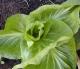 Growing Chicory