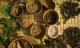 Herbal Remedies For Herpes