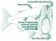 How To Fillet Trout?