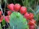 How To Eat Prickly Pear?