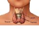 Herbal Remedies For Hyperthyroidism