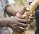 What Are The Uses Of Cassava Root