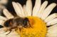 Eat Bee Pollen To Ensure Longevity And Health	